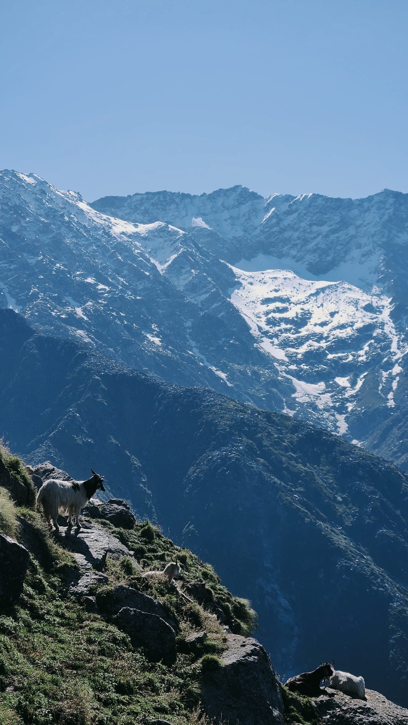 Three goats on a grass ledge at the edge of a drop, a snow-streaked face filling the valley behind them.