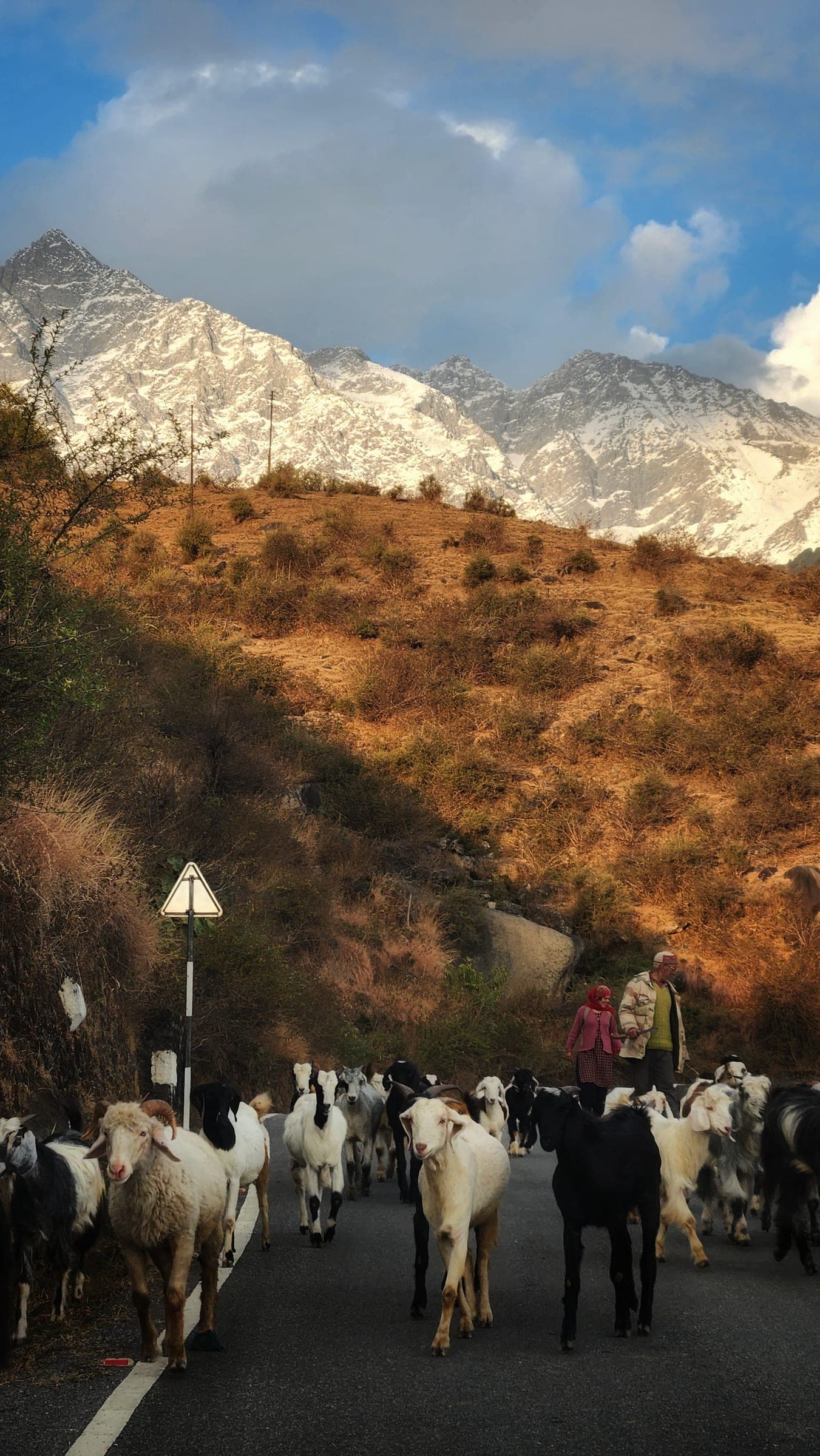 A herd of goats and sheep coming down a hill road toward the camera, a shepherd and his wife walking behind, the snow line lit along the ridge above.