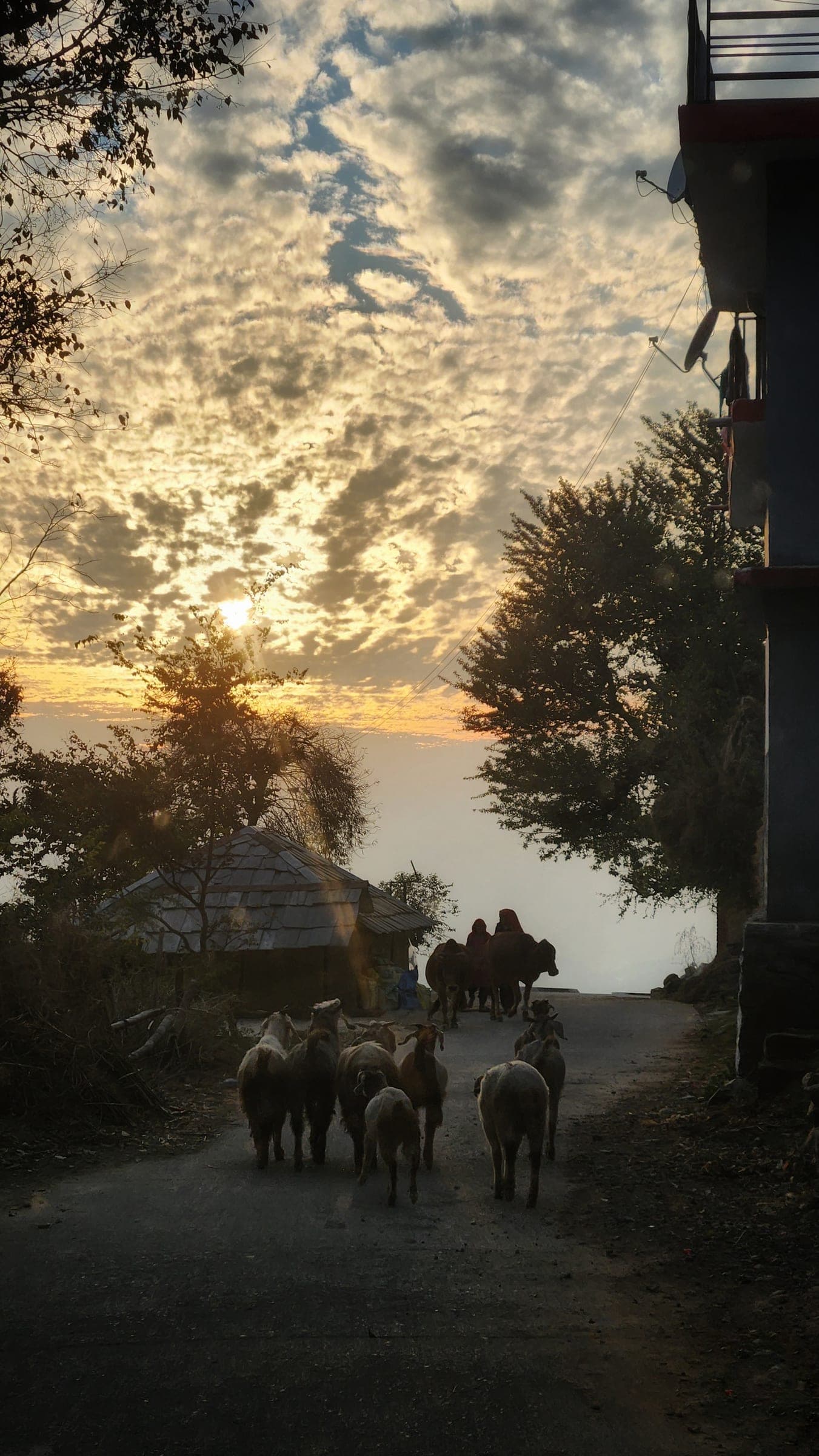 Sheep driven up a village lane at sunset past a slate-roofed house, the sky broken into a mackerel pattern and lit gold.