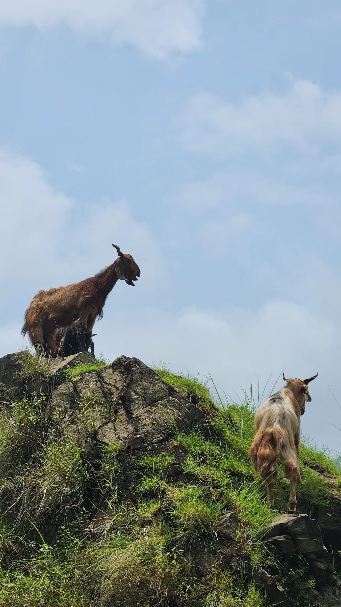 Two goats on a grassy rock outcrop against a pale overcast sky, one looking back down the ridge.