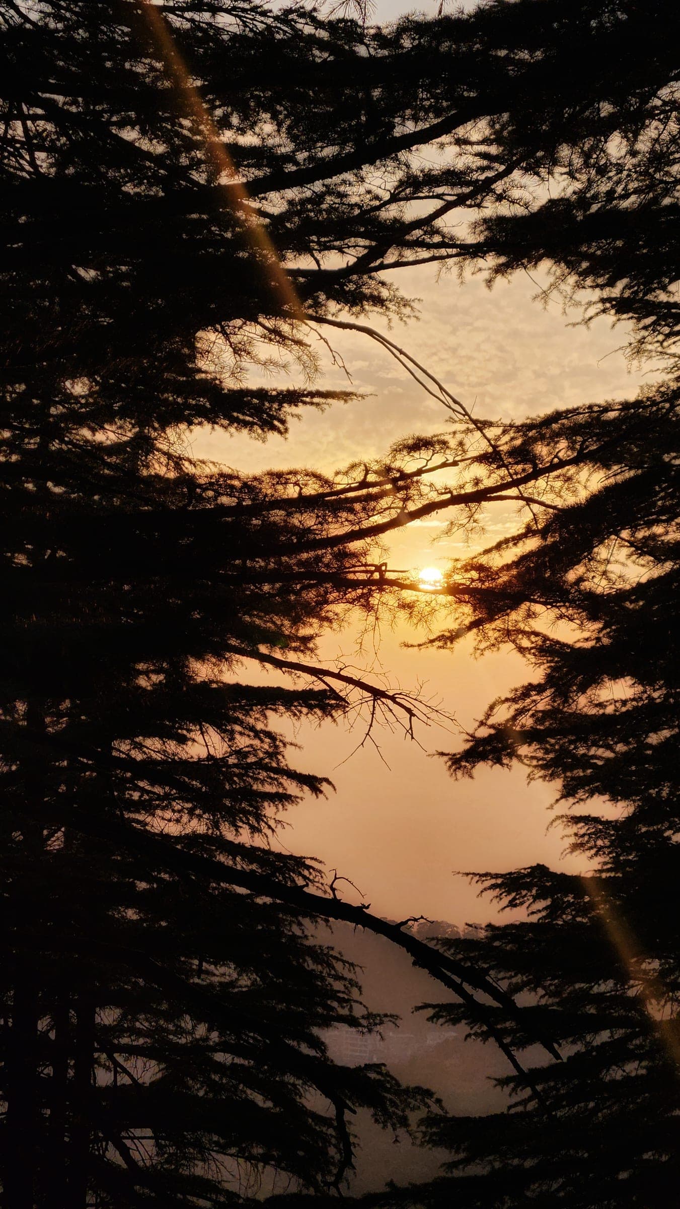 The sun going down through deodar branches, the whole frame backlit gold.